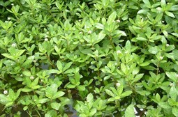 Alligator weed-03-weedbusters